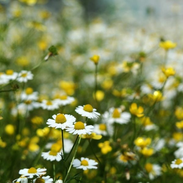 Zaya Mobilya Hakkında